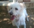 Θεσσαλονίκη: Έσωσαν τον άρρωστο σκύλο που υπέφερε στην λίμνη Κορώνεια
